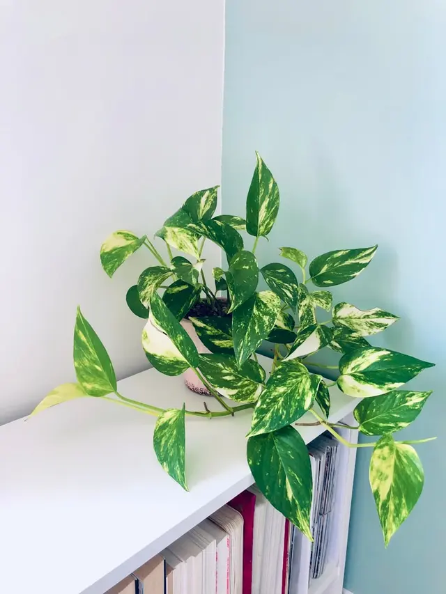 Pothos as a Climbing Plant: Training Your Vines
