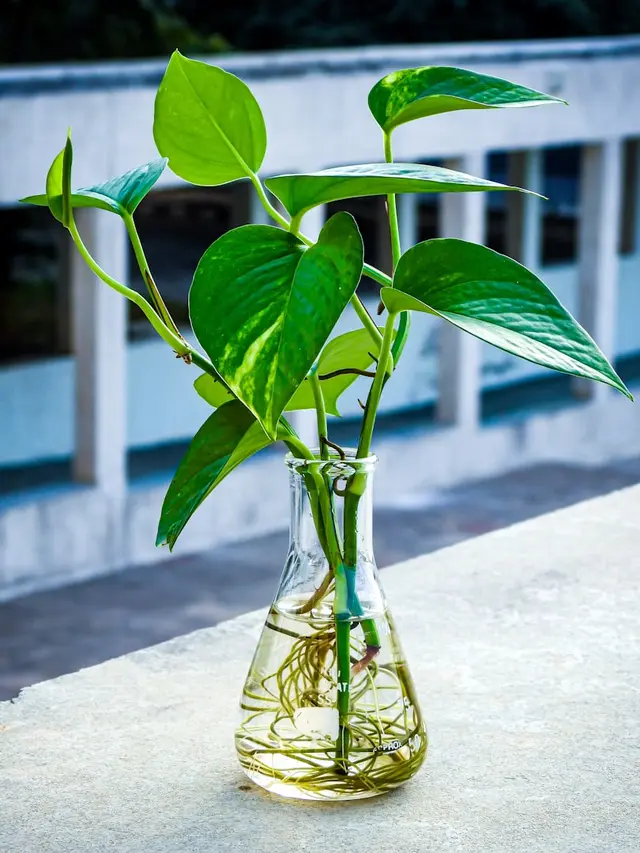 Exploring Varieties of Pothos