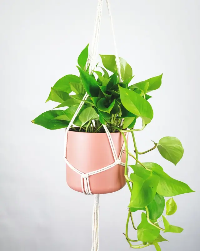 The History and Origins of Pothos Plants