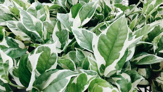 Understanding Pothos Care