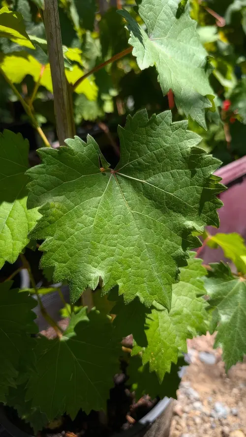 Japanese Kyoho Grape