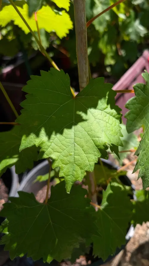 Japanese Kyoho Grape