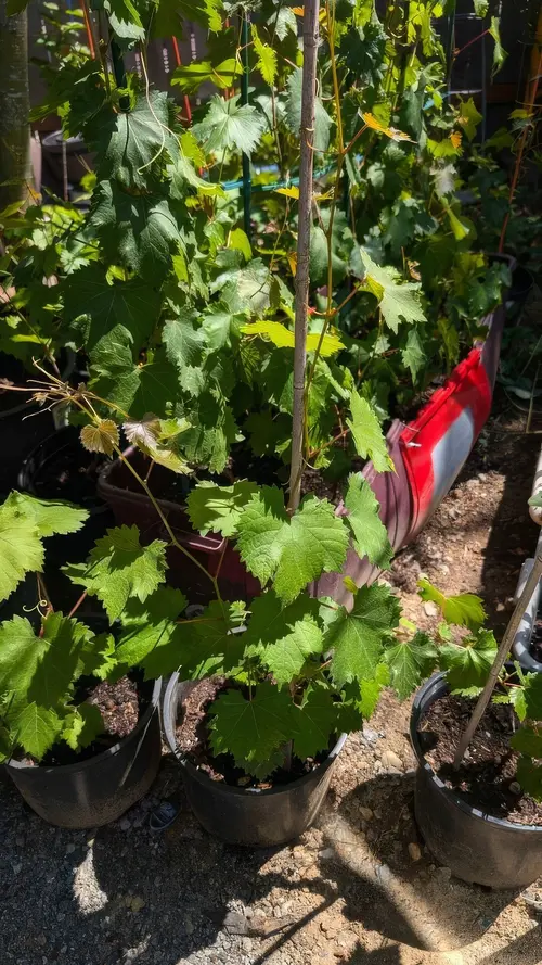 Japanese Kyoho Grape