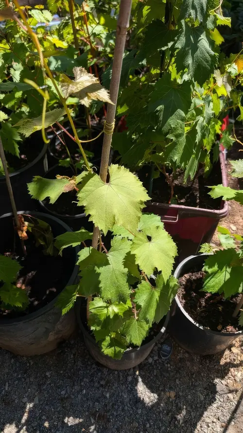 Japanese Kyoho Grape