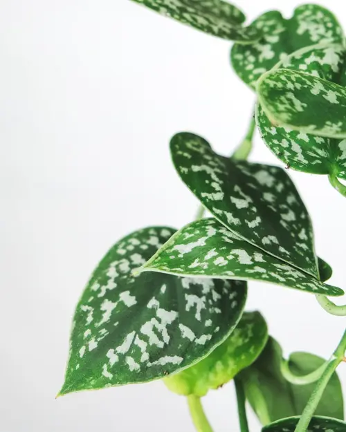 Pothos