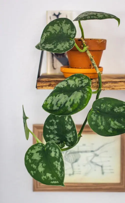 Pothos