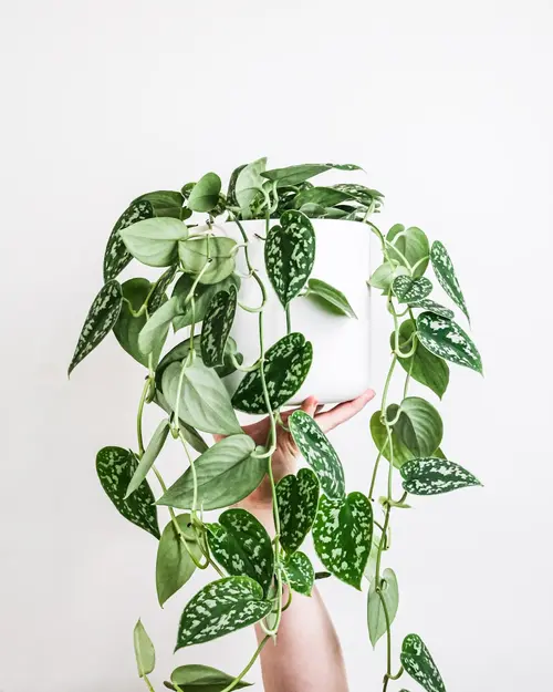 Pothos